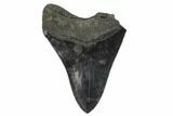 Bargain, Partial Megalodon Tooth - Serrated Blade #134296-1